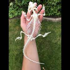 Where did you get the skeleton? Bearded Dragon T S Taxidermy Schadel Skelette Facebook