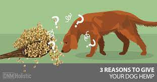 Hemp Seed Oil For Dogs Should You Use It Holistic Pet Oils For Dogs Dog Nutrition