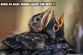 Many birds eat a variety of seeds and hummingbirds even drink nectar, but that doesn't mean that is all they eat. What Do Baby Robins Eat Remember Animals