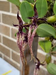 Image result for Bulbophyllum X chikukwa
