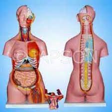 What organs are in the human back / definition of spine nci dictionary of cancer terms national cancer institute.the human digestive system is the collective name used to describe the alimentary canal, some accessory organs, and a variety of digestive processes that take place at different levels in the canal to prepare food eaten in. Human Torso With Interchangable Sex Organs Muscles And Open Back 23 Parts