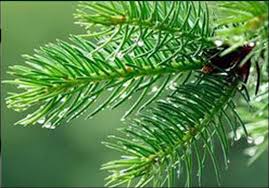 Resultado de imagem para imagem da gimnospermas