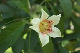 Image result for Rothmannia manganjae