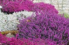 7 Easy Plants To Grow Easy Plants To Grow Heather Plant Heather Flower