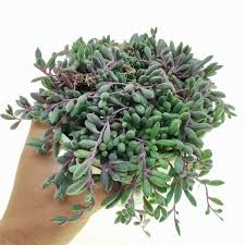 Image result for Senecio purpureus