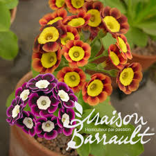 Image result for Primula x pubescens