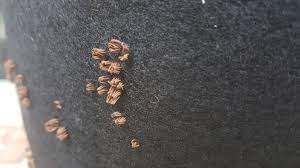 Brown mold on plant soil. Weird Brown Fungus On Moist Surfaces That Releases Powder When Contacted With Water Gardening Landscaping Stack Exchange