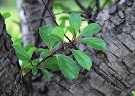 Image result for Hymenodictyon austro-africanum