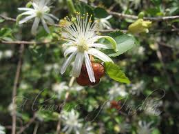 Image result for Grewia