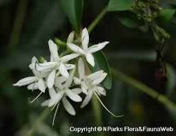 Image result for Pavetta uniflora