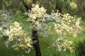 Image result for Acacia mearnsii