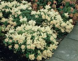 Image result for Pieris japonský debutante obrázek