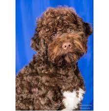 We did not find results for: Lotsalire Lagotto Romagnolo Breeder Adelaide