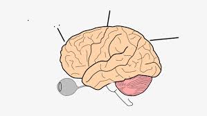 17 32 of 169 results for free coloring apps for kindle fire skip to main search results amazon prime.enjoy your time and exercise your brain with our worksheets. Printable Coloring Page Of The Brain Free Transparent Png Download Pngkey