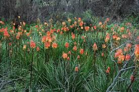 Image result for Uvaria