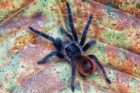 Image result for Angylocalyx vermeulenii