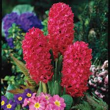 Image result for Hyacinth Red 2016 S