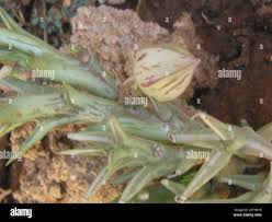 Image result for Orbea tapscottii