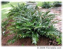 We did not find results for: Japanese Holly Fern Large Leaves Semi Evergreen Acidic Soil Cottage Garden Plants Shade Garden Plants