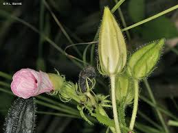 Image result for Abelmoschus