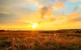 He was born in mandatory palestine in 1943 and studied world and jewish history at the hebrew university of. Sonnenuntergang Gelber Himmel Wolken Gras 2880x1800 Hd Hintergrundbilder Hd Bild
