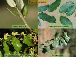 Image result for Rhamnaceae