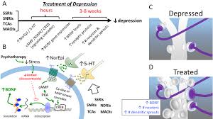 Luckily, less than 1% of lithium toxicity cases result in death as long as proper medical treatment is received 3, 4. Rx Of Depression Tusom Pharmwiki
