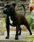Staffordshire Bull Terrier - Wikipedia