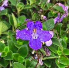 Image result for Streptocarpus kamerunensis