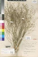 Image result for Kohautia caespitosa
