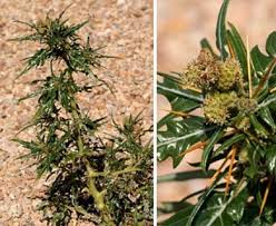 Image result for Xanthium spinosum