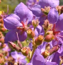 Image result for Dissotis pulchra