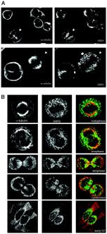 An animal cell just completed telophase which of the following would you expect to see. Localization And Activation Of The Arf6 Gtpase During Cleavage Furrow Ingression And Cytokinesis Journal Of Biological Chemistry