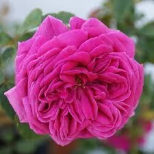 Louise odier is a hardy rose bush which will grow in full to partial sun in u.s. Louise Odier Trevor White Roses Specialists Of Old Roses