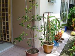 Pokok bidara atau nama saintifiknya ziziphus jujuba (sinonim: Mini Kebun Belakang Rumah Pokok Bidara A Ka Apple Vietnam