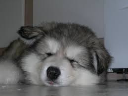 Home raised alaskan malamute puppies for adoption we have very cute alaskan malamute puppies.we got both males and females.they are icewind alaskan malamutes have been around for over thirty five years now. Ignore Everything Else Upvote Alaskan Malamute Puppies Album On Imgur
