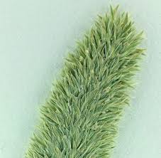 Image result for Koeleria