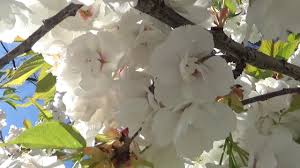 Check spelling or type a new query. Magnificent Flowering Trees Springtime In Canada Beautiful Background Music Youtube
