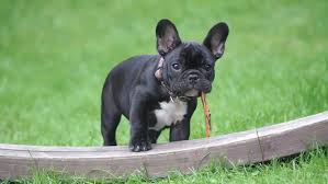 As there are many different breeds of dog, different breeds have different dietary requirements. A Guide To Best Dog Food For French Bulldogs With Gas Business Module Hub