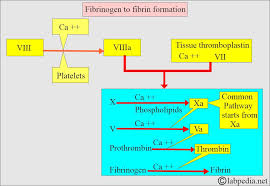 Image result for Fibrinogen