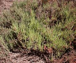 Image result for Halosarcia indica