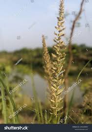 Image result for Setaria barbata
