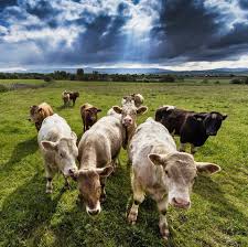 ป กพ นโดย saksit ใน ไก ส ตว เล ยง ก จกรรมสำหร บเด ก ไก