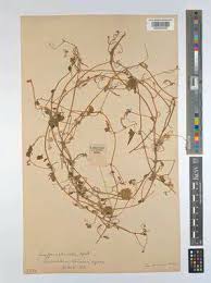 Image result for Napoleonaea septentrionalis