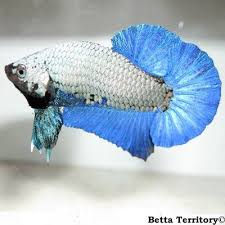 Aab Dragons Betta Betta Fish Oscar Fish