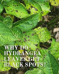 Image result for Cercospora hydrangea