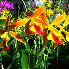 Epidendrum Fireball Im Orchideengarten Karge Orchideen Garten Orchideen Orchideenarten