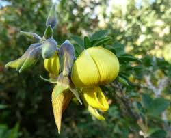 Image result for Crotalaria capensis