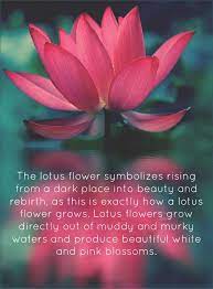 Pin By Rayna Kyser On Me It Lotus Flower Quote Lotus Flower Meaning Flower Quotes