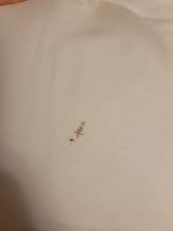 Image result for bed bugs droppings